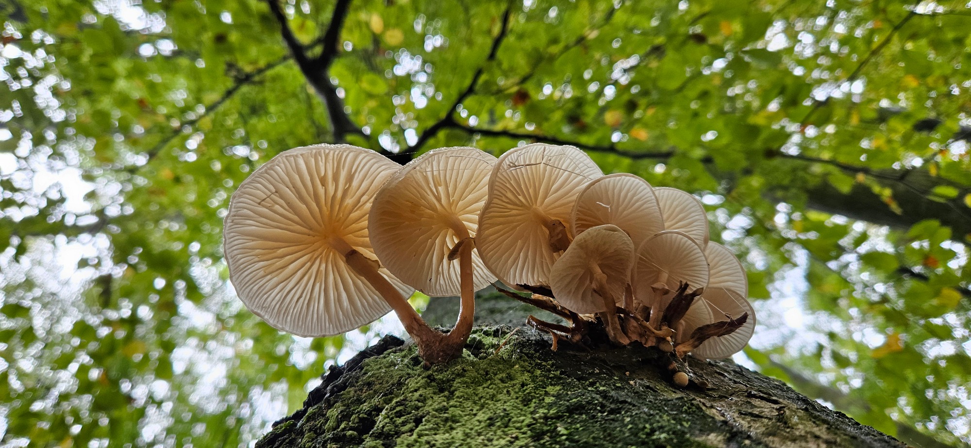 Zen.nl, Zen, meditatie, leren mediteren, foto, sesshin, wedstrijd, schoonheid, vergankelijkheid